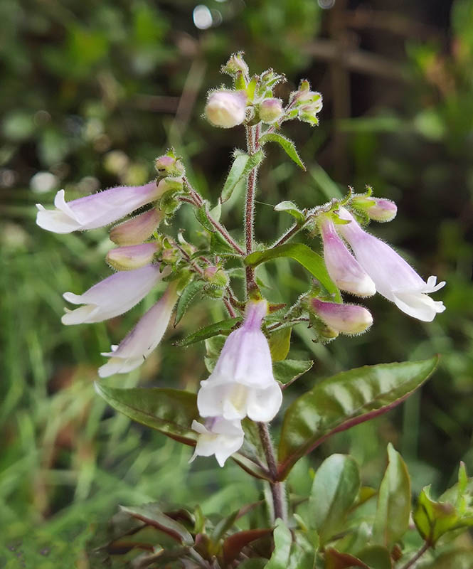 Penstemon hirsutus var pygmaeus photo